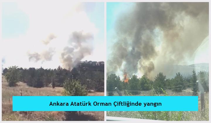 Ankara Atatürk Orman Çiftliğinde yangın
