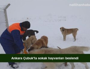 Ankara Çubuk’ta sokak hayvanları beslendi