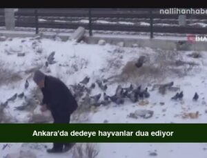 Ankara’da dedeye hayvanlar dua ediyor