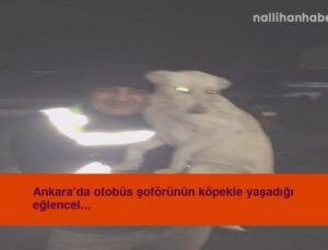 Ankara’da otobüs şoförünün köpekle yaşadığı eğlenceli anlar kamerada