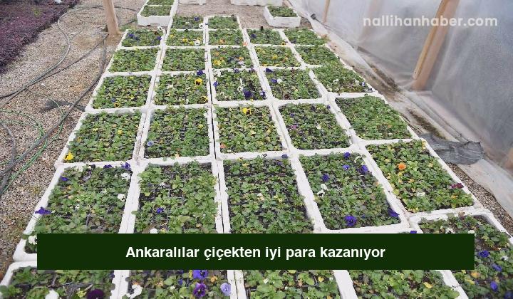 Ankaralılar çiçekten iyi para kazanıyor