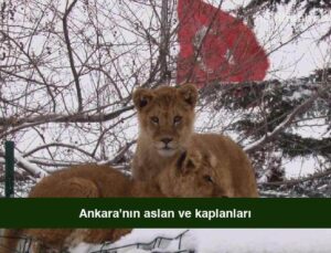 Ankara’nın aslan ve kaplanları
