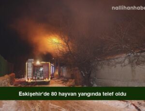 Eskişehir’de 80 hayvan yangında telef oldu