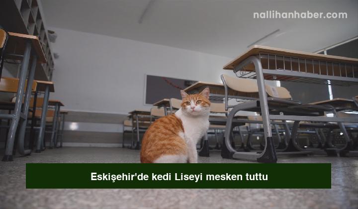 Eskişehir’de kedi Liseyi mesken tuttu