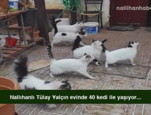 Nallıhanlı Tülay Yalçın evinde 40 kedi ile yaşıyor