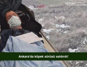 Ankara’da köpek sürüsü saldırdı!