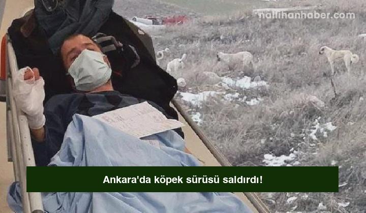 Ankara’da köpek sürüsü saldırdı!