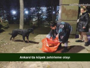 Ankara’da köpek zehirleme olayı