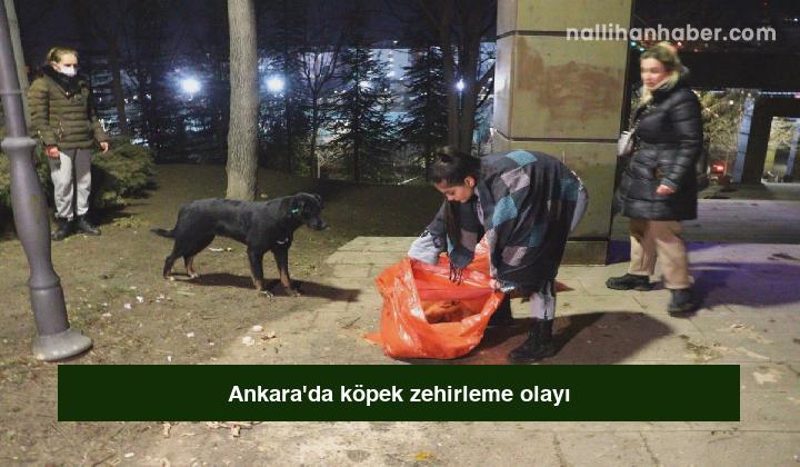 Ankara’da köpek zehirleme olayı