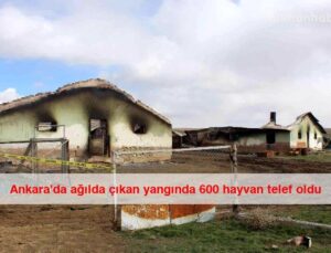 Ankara’da ağılda çıkan yangında 600 hayvan telef oldu