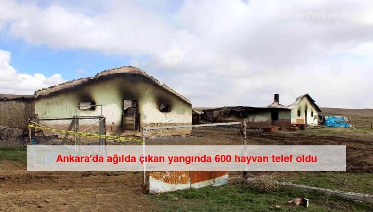 Ankara’da ağılda çıkan yangında 600 hayvan telef oldu