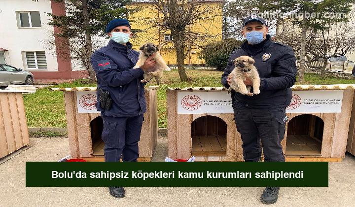 Bolu’da sahipsiz köpekleri kamu kurumları sahiplendi
