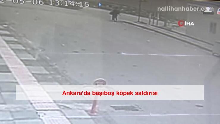 Ankara’da başıboş köpek saldırısı