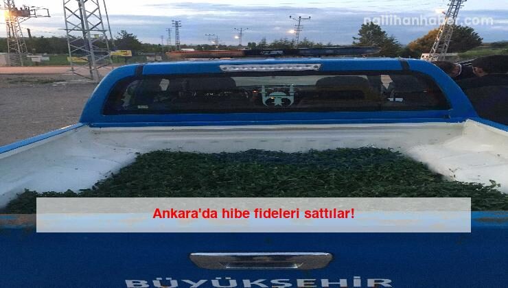 Ankara’da hibe fideleri sattılar!