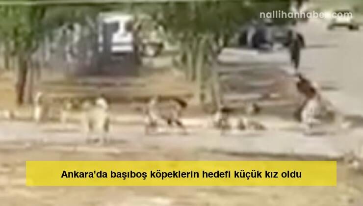 Ankara’da başıboş köpeklerin hedefi küçük kız oldu